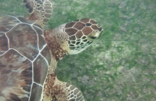 Akumal Beach: Schildkröte