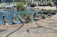 Florida Keys Wild Bird Rehabilitation Center