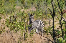Zebra