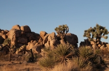 Joshua Tree Nationalpark