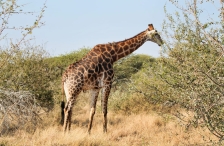 Giraffe