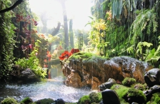 Cloud Forrest