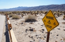 Joshua Tree Nationalpark