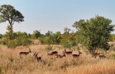 Antilopen