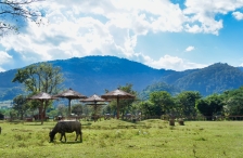 Elephant Nature Park