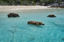 Schwimmende Schweine