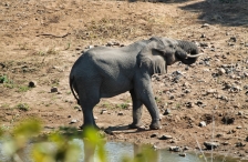 Elefant