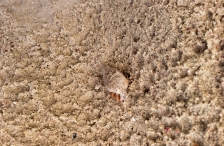 Kleintier am Strand