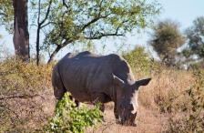 Nashorn