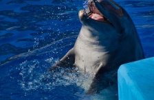 Delfin