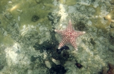 Unterwasserwelt