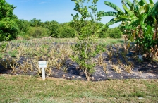 Ananasplantage