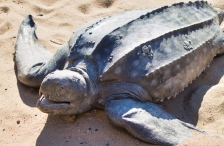 Schildkröte